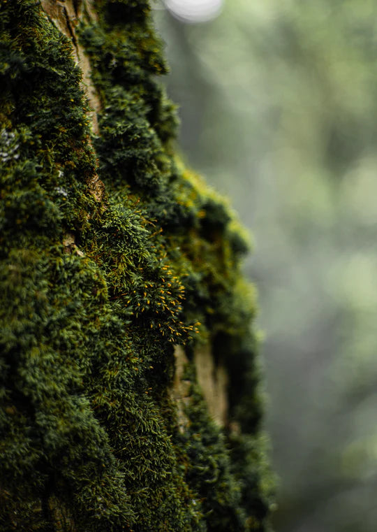 Real World Candle Amipere & Moss Bark